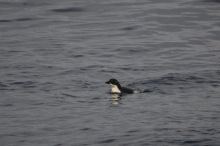 Adélie penguins in the Southern Seas