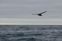 Albatross in the southern seas