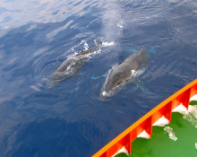 Humpback whales near the Palmer