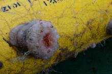 Anemone on a mooring release