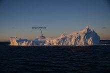 Penguins on top of a large berg