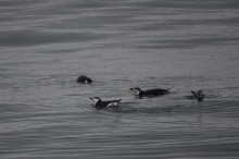 Strinchap penguins in the Southern Seas