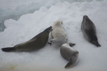 Crabeater seals