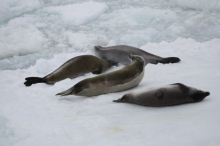 crabeater seals