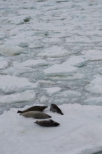 Crabeater seals