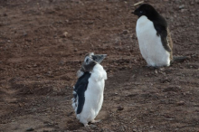 Two penguins