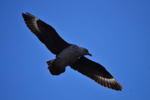 Skua