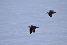 Pair of skuas