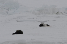 A couple of seals