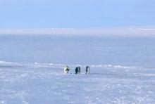 Emperor penguins