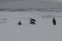 Emperor penguins