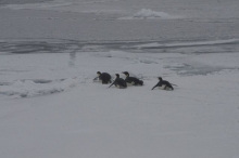 Emperor penguins