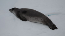 Leopard Seal