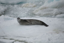 Leopard Seal