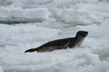 Leopard Seal