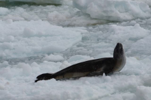 Leopard Seal