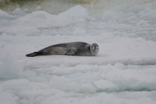 Leopard Seal