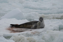 Leopard Seal