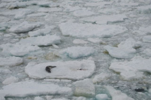 Leopard Seal from far