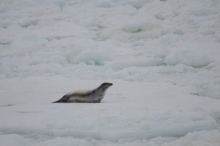 Leopard seal with metallic appareance