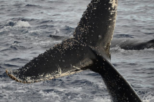 Fluke of a humpback whale