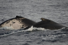 Two humpback whales