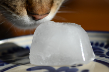 Ice Cube and cat