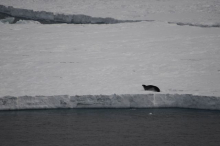 Seal on ice