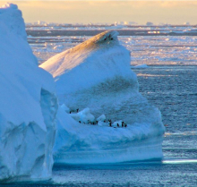 A colony of penguins on an iceberg