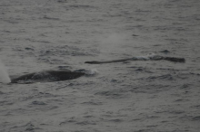 Humpback whales