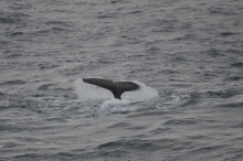 Humpbacks fluke