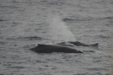 Humpback whales