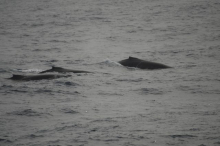 Humpback family