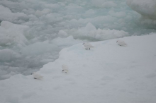 Lesser Snow Petrel