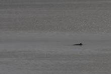 Minke whale