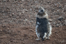 Back of molting penguin