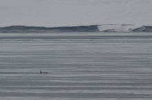 orca in Ross Sea