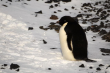 Penguin on the snow