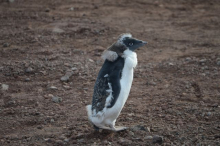 Molting penguin