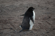 Adélie Penguin