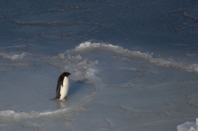 Penguin on ice