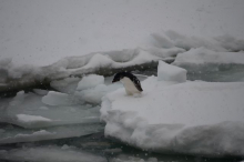 A penguin about to dive