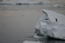 Penguins jumping into the water