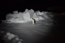 Emperor penguin at night