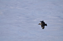 Skua