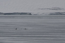 Three far away Orcas