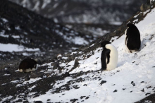 Three penguins