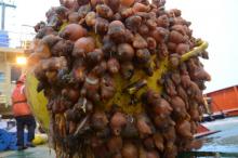 Tunicates on a mooring buoy