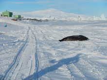 Leopard seal