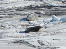 Seals